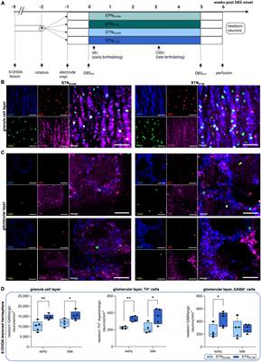 Subthalamic nucleus but not entopeduncular nucleus deep brain stimulation enhances neurogenesis in the SVZ-olfactory bulb system of Parkinsonian rats